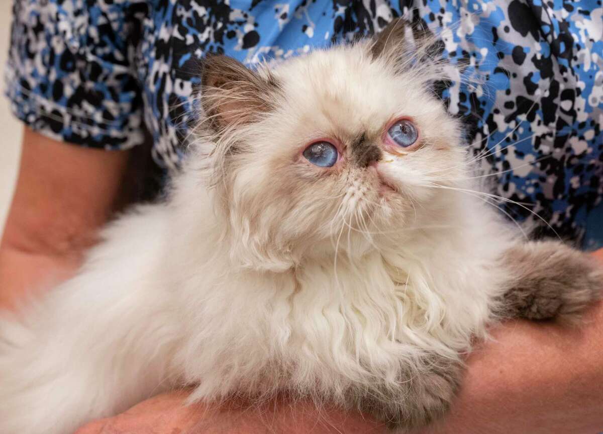 A woman holds a tortie point Persian cat during the Saratoga Springs Cat Show at the Saratoga City Center in Saratoga Springs, N.Y. on Sunday, Aug. 6, 2023. (Lori Van Buren/Times Union)