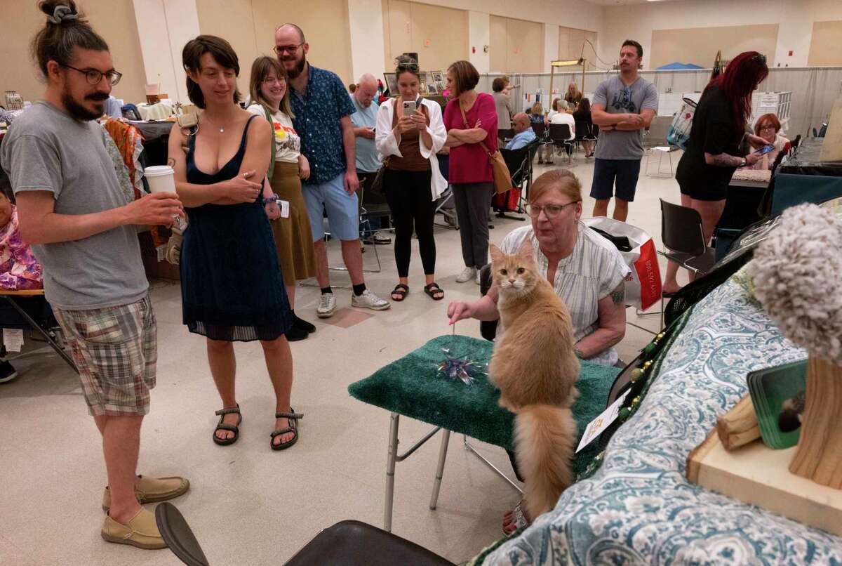 Anthony D’Andrea of Glens Falls and his girlfriend Marie Bonnefoi watch Donna Balestrieri of Binghamton play with her 9 mos. old maine coon Baileys Irish Cream during the Saratoga Springs Cat Show at the Saratoga City Center in Saratoga Springs, N.Y. on Sunday, Aug. 6, 2023. (Lori Van Buren/Times Union)