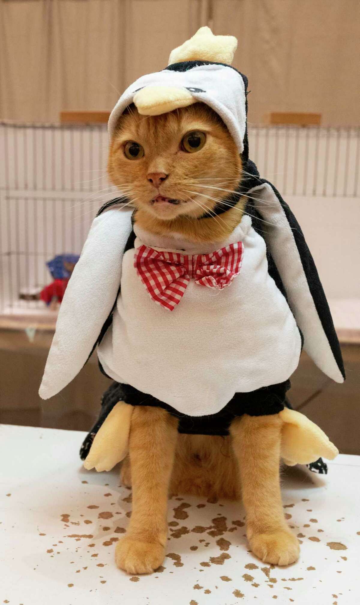 Household rescue cat Milo, 9, of Boston wins the costume contest dressed as a penguin during the Saratoga Springs Cat Show at the Saratoga City Center in Saratoga Springs, N.Y. on Sunday, Aug. 6, 2023. (Lori Van Buren/Times Union)