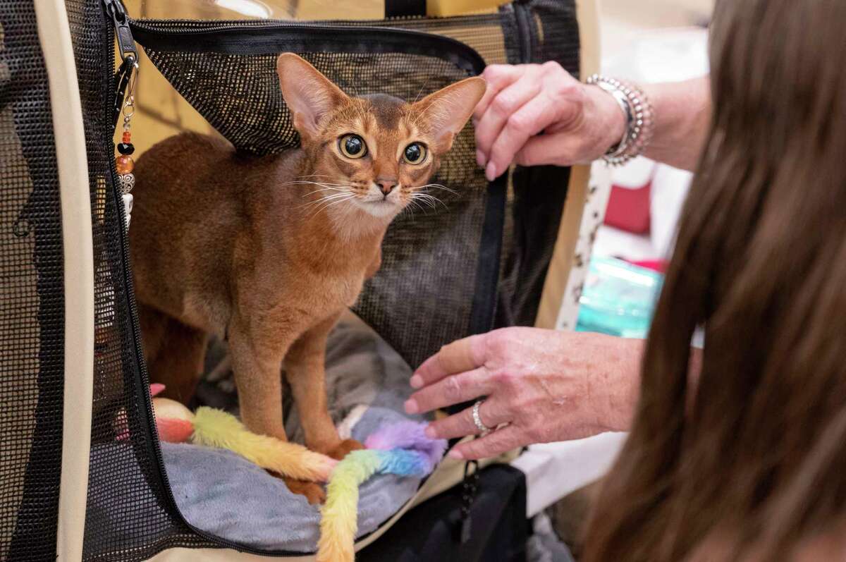 Rassperilla, a 5 mos. old Ruddy Abyssinian cat greets onlookers during the Saratoga Springs Cat Show at the Saratoga City Center in Saratoga Springs, N.Y. on Sunday, Aug. 6, 2023. (Lori Van Buren/Times Union)