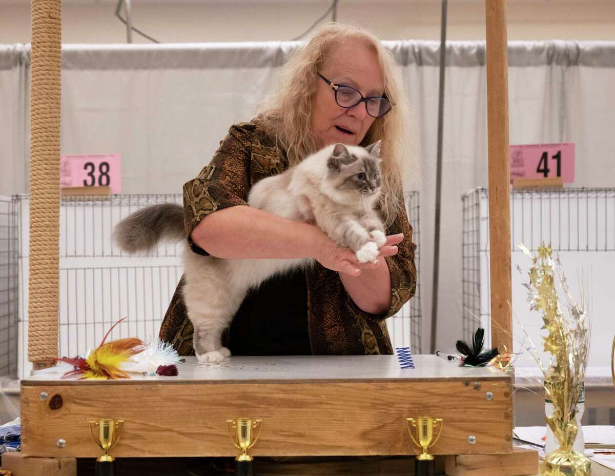 A cat is judged during the Saratoga Springs Cat Show at the Saratoga City Center in Saratoga Springs, N.Y. on Sunday, Aug. 6, 2023. (Lori Van Buren/Times Union)