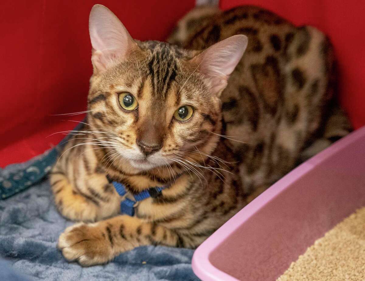 A bengal cat is seen in a cat carrier during the Saratoga Springs Cat Show at the Saratoga City Center in Saratoga Springs, N.Y. on Sunday, Aug. 6, 2023. (Lori Van Buren/Times Union)