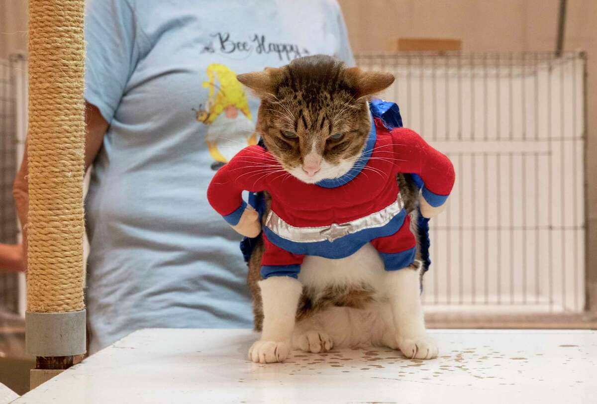 A cat is dressed as Captain America during a costume contest at the Saratoga Springs Cat Show at the Saratoga City Center in Saratoga Springs, N.Y. on Sunday, Aug. 6, 2023. (Lori Van Buren/Times Union)