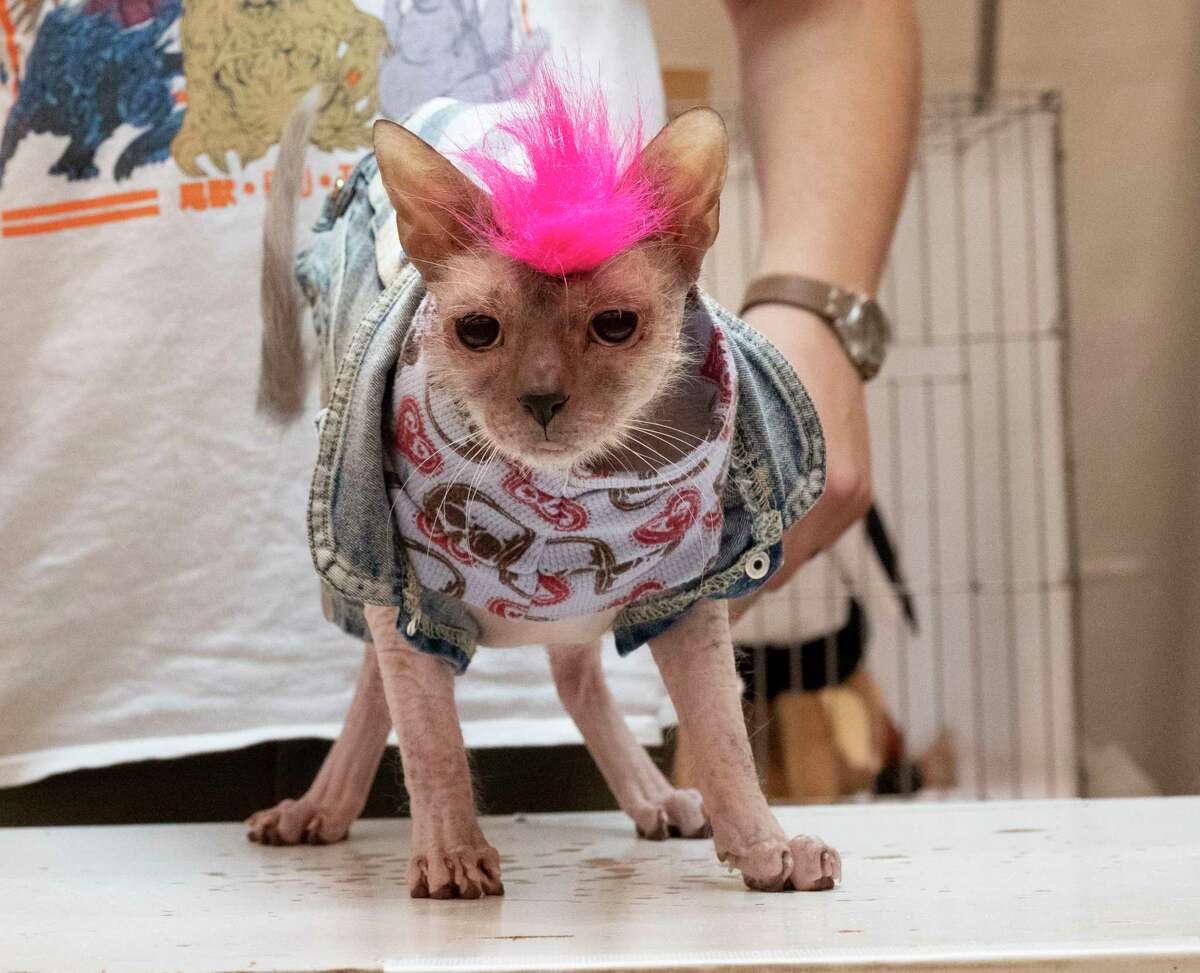 A cat is dressed as a punk rocker during the Saratoga Springs Cat Show at the Saratoga City Center in Saratoga Springs, N.Y. on Sunday, Aug. 6, 2023. (Lori Van Buren/Times Union)