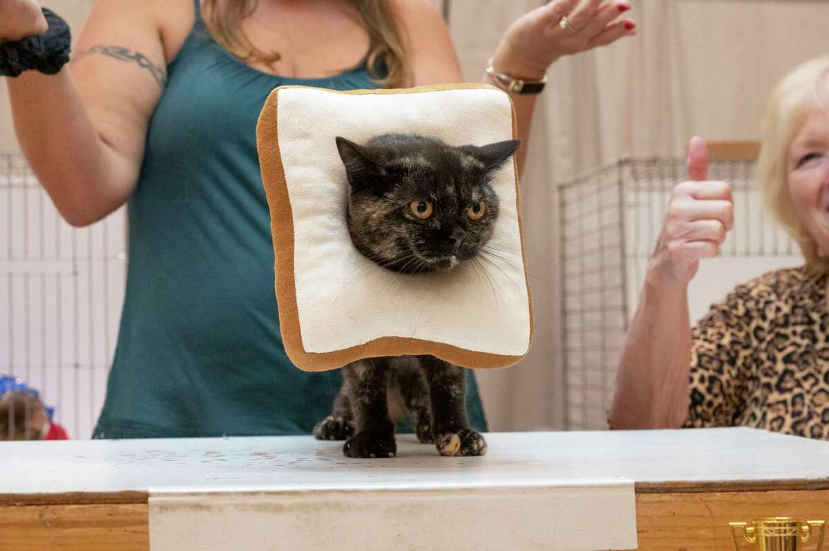 A cat is dressed as a “pure bread” during a costume contest at the Saratoga Springs Cat Show at the Saratoga City Center in Saratoga Springs, N.Y. on Sunday, Aug. 6, 2023. (Lori Van Buren/Times Union)