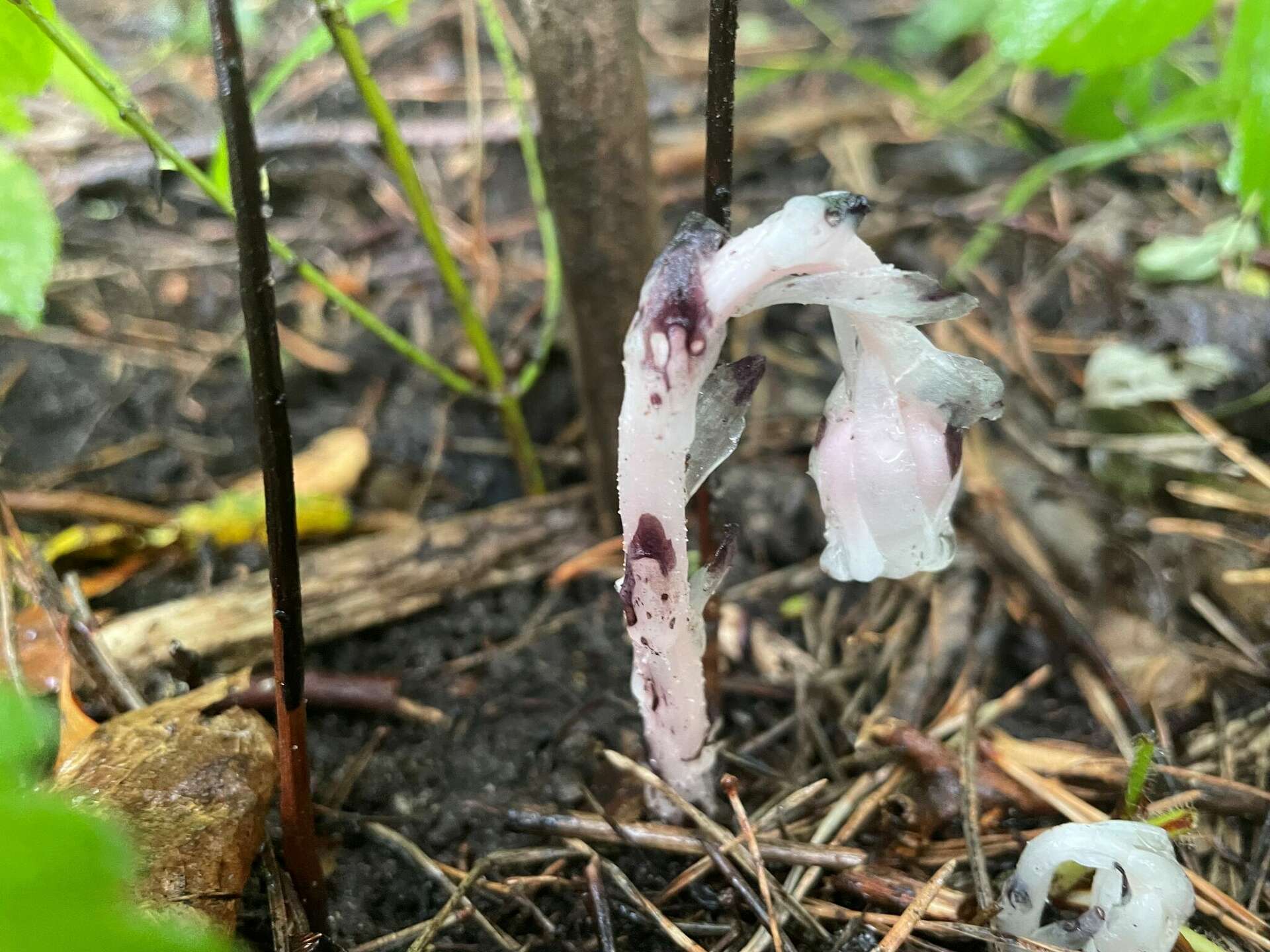 Former horticulturist Chuck Martin explains parasitic plants