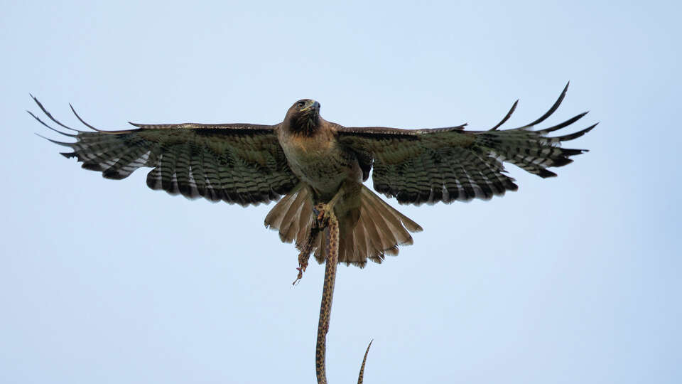 The hawk reportedly dropped the snake on the woman's head before trying to grab it back from her.