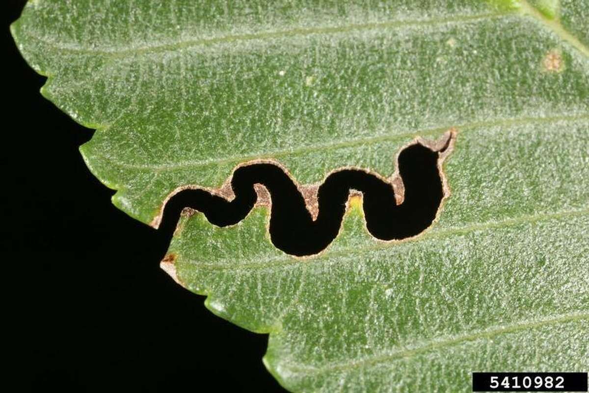 Scizeau Insect The elm zigzag sawfly is New York’s latest invasive pest