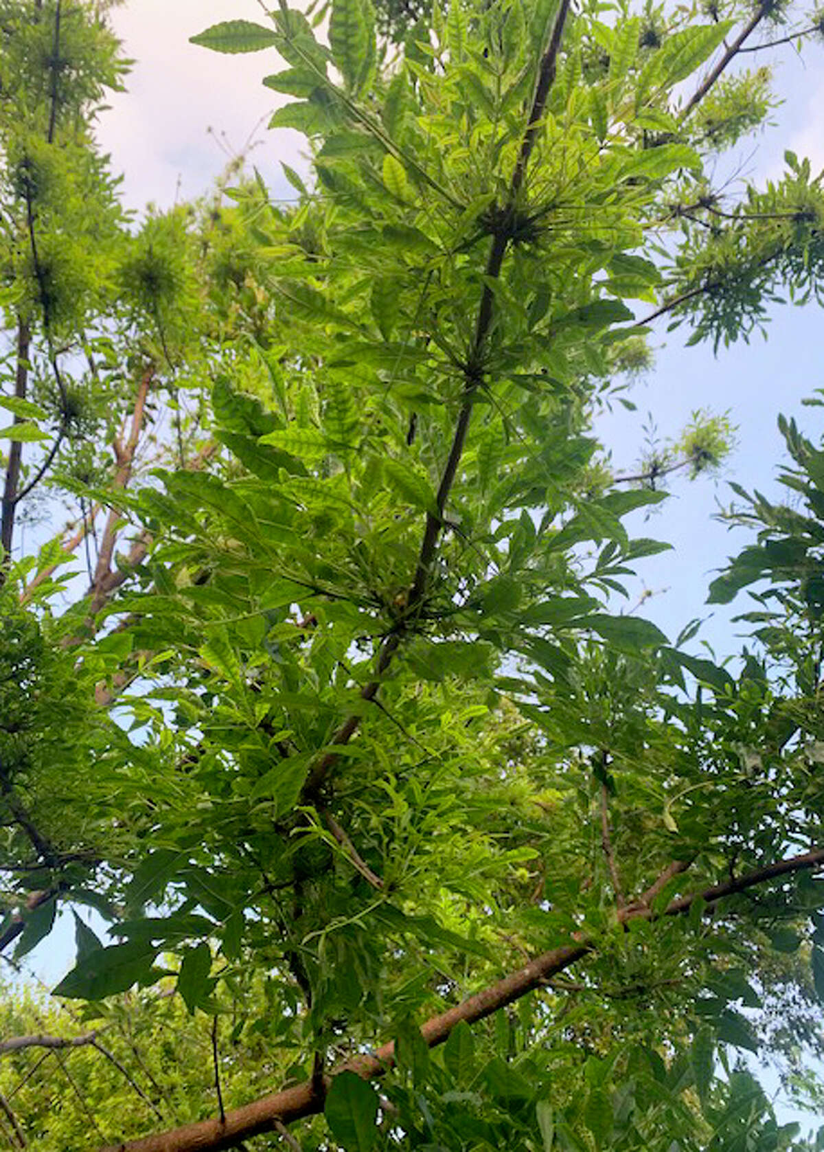 Are your trees stressed? Watch out for borers.