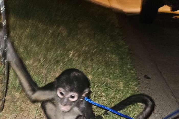 Spider monkey on loose in Southeast Houston corralled by BARC after  encounter with dog – Houston Public Media