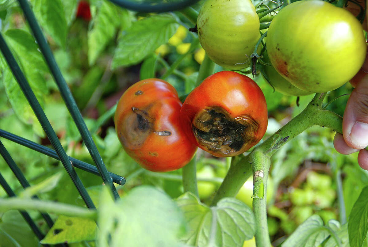 Fluctuations in soil moisture can cause problems for garden tomatoes