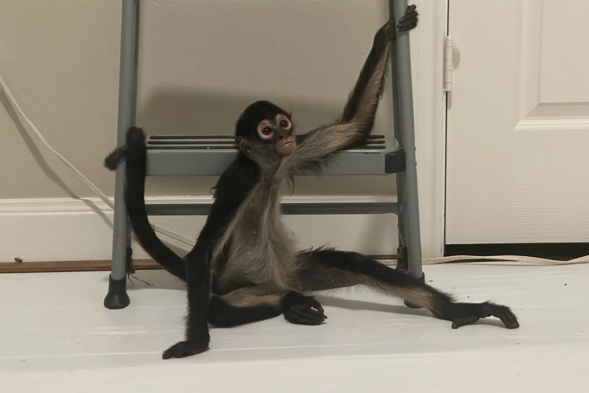 Houston spider monkey rescued from under truck after escape