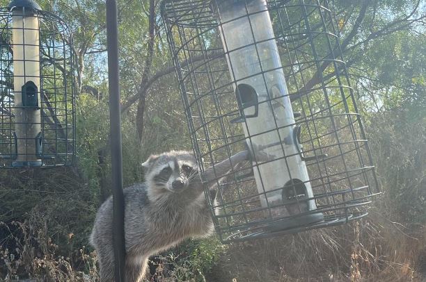 Viral photo: Raccoon caught stealing at Texas state park is online hit