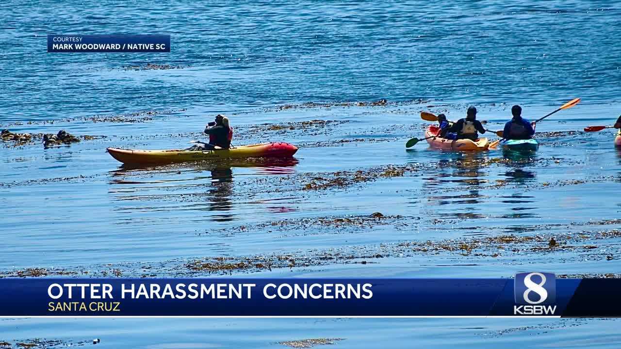 Spike in sea otter harassment causes U.S. Fish & Wildlife officials to