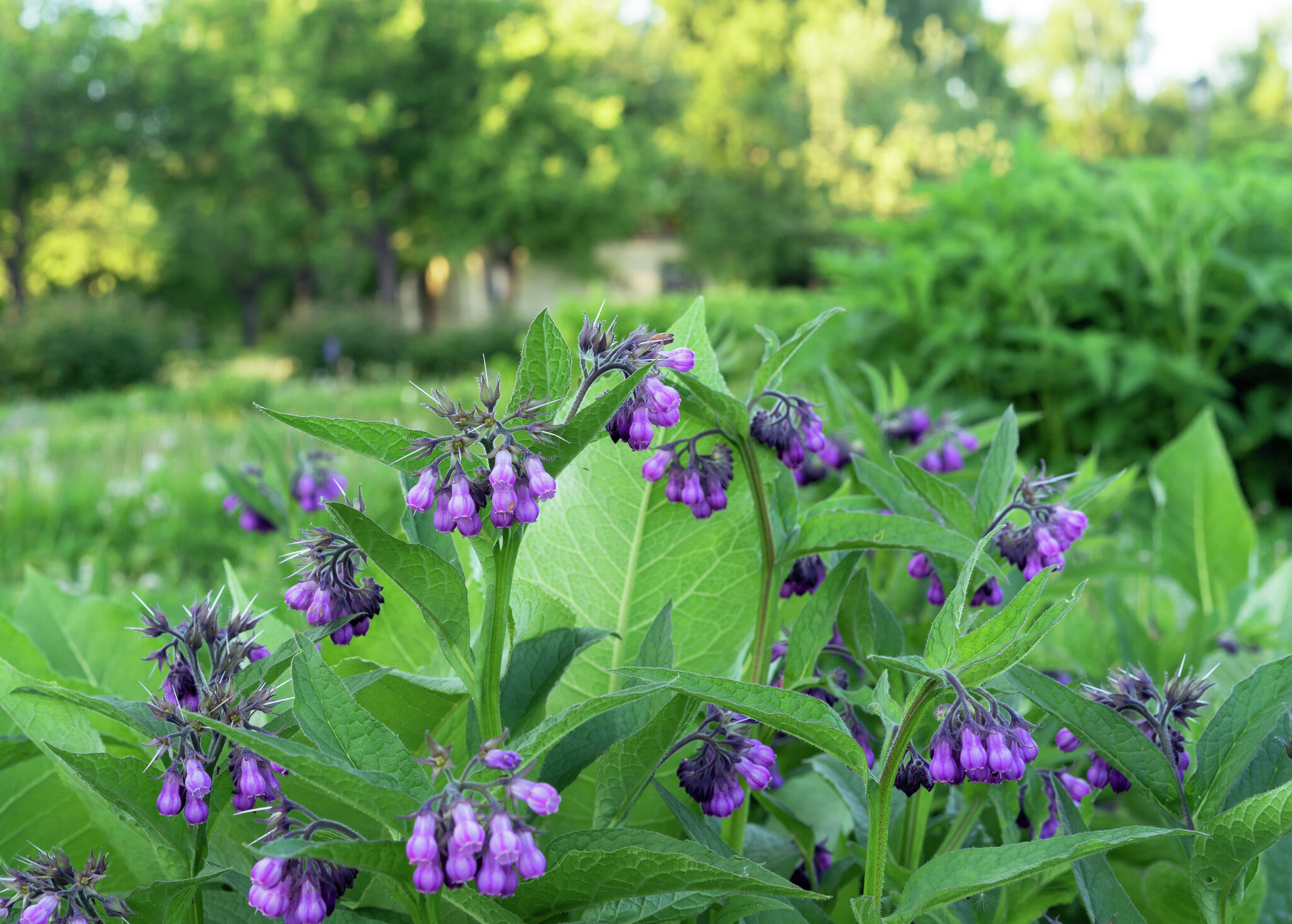 How to Grow Comfrey A Complete Guide
