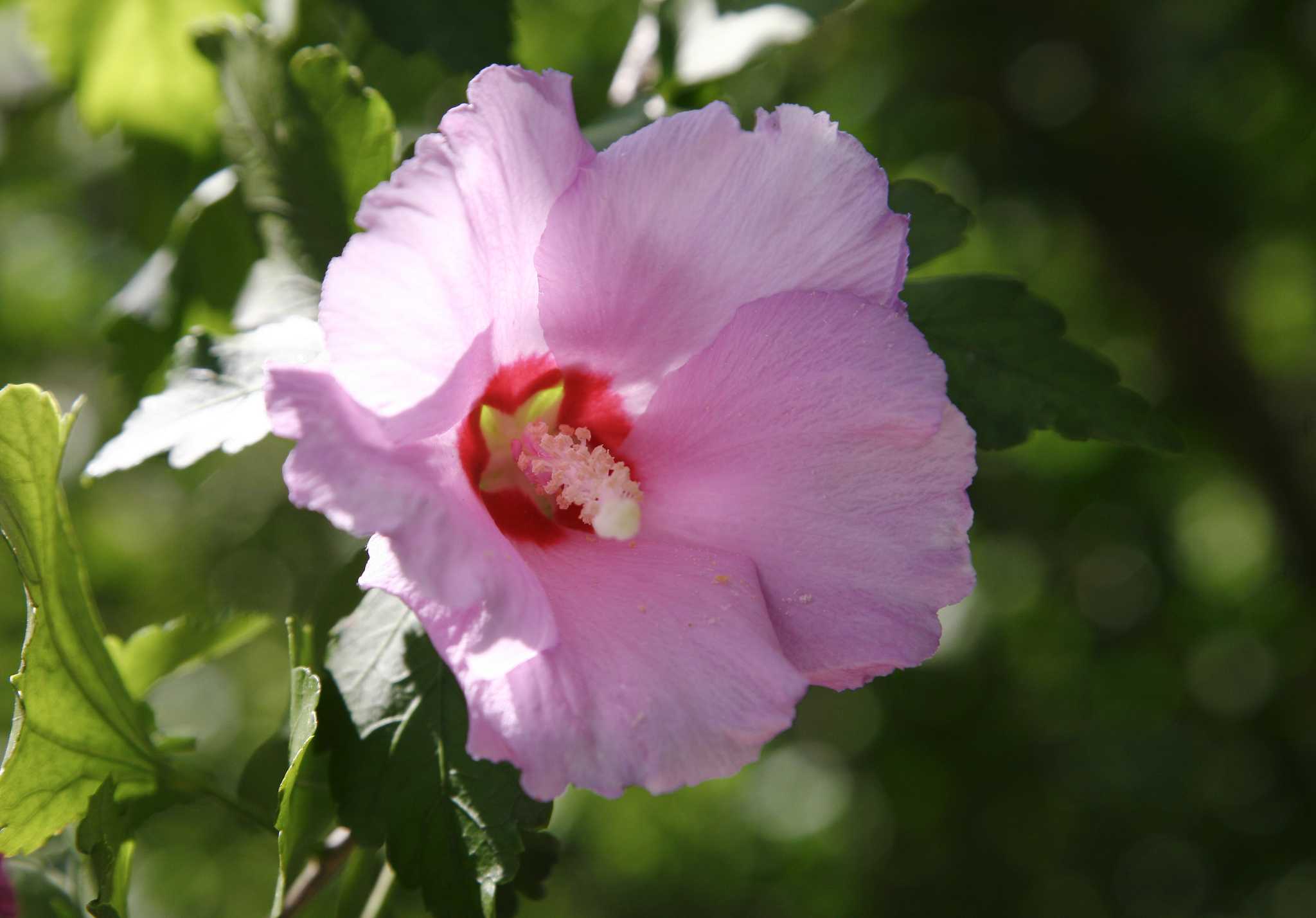 Althea and other mallows can save the late summer garden in Houston