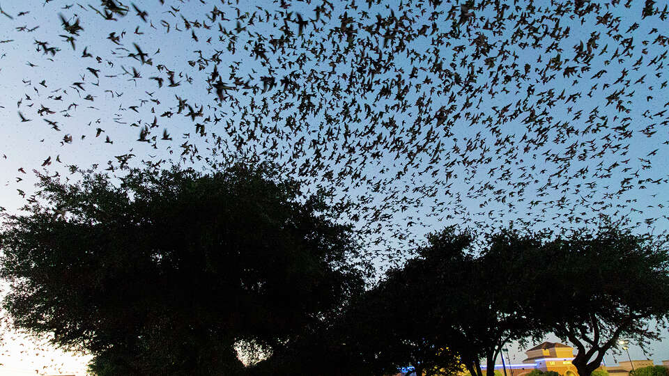 Thousands of purple martins are 