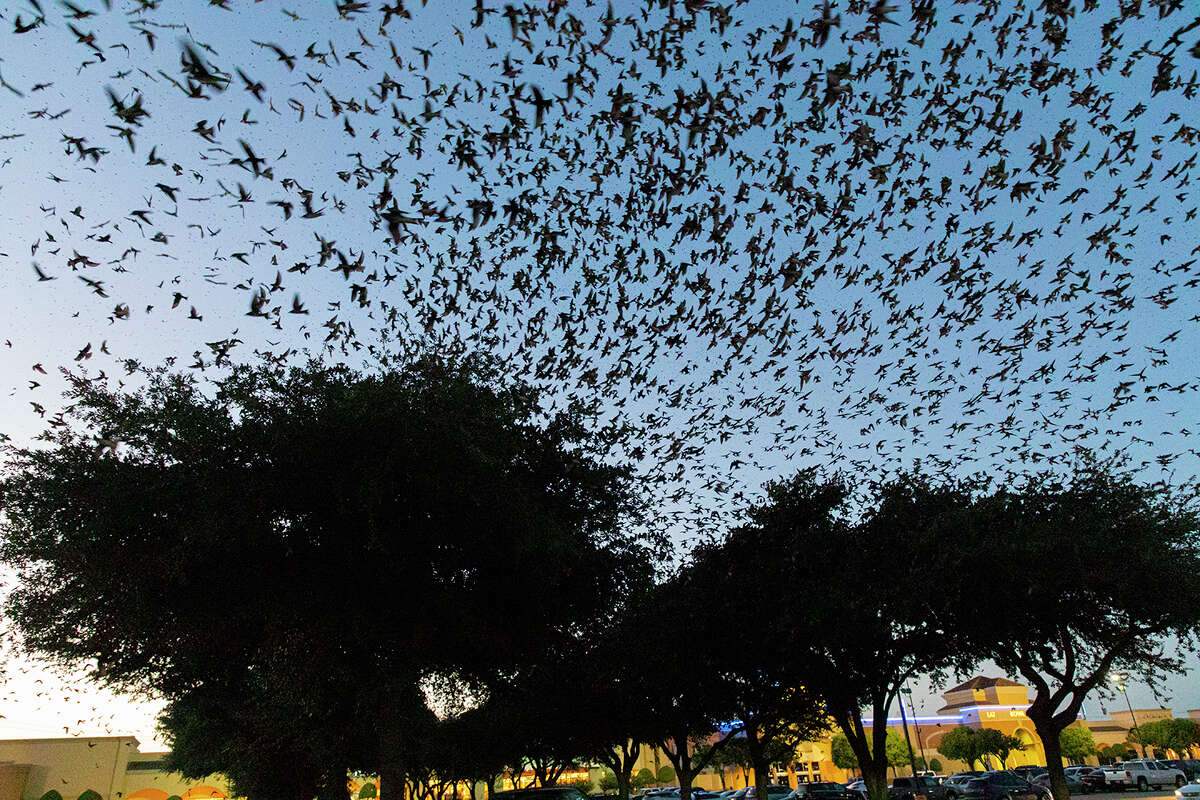 Story photo for Gather for a purple martin watch party