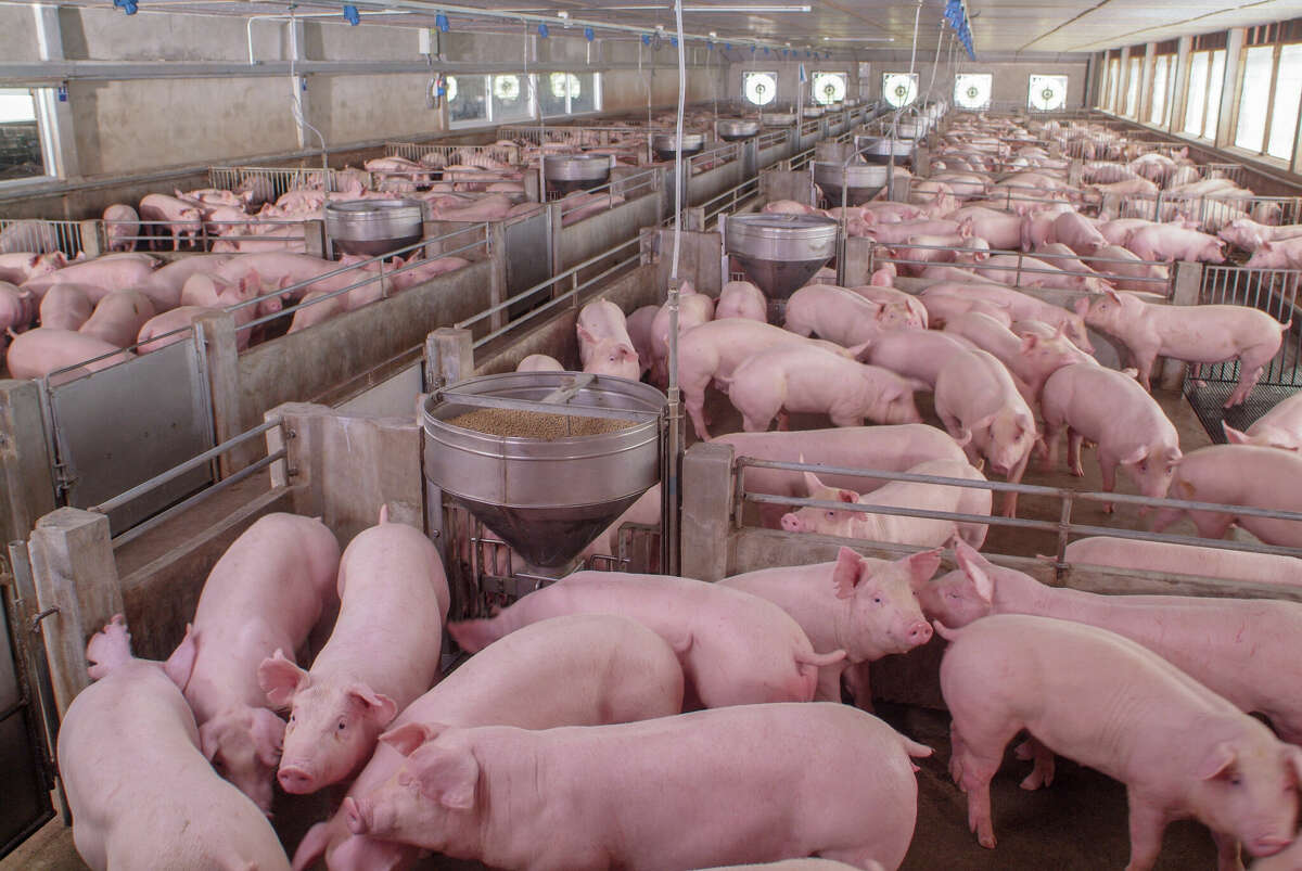 How does one of the world's biggest pork firms go bust during a