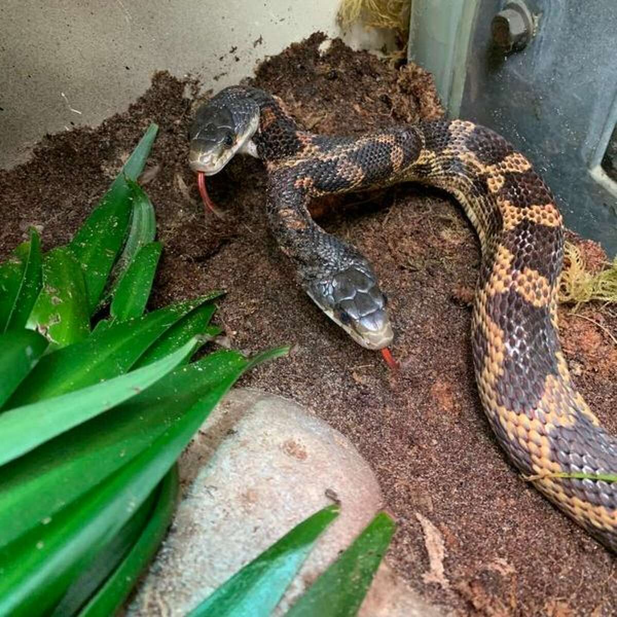 Anyone know what kind of snake this is? Found it it central New Jersey : r/ snakes