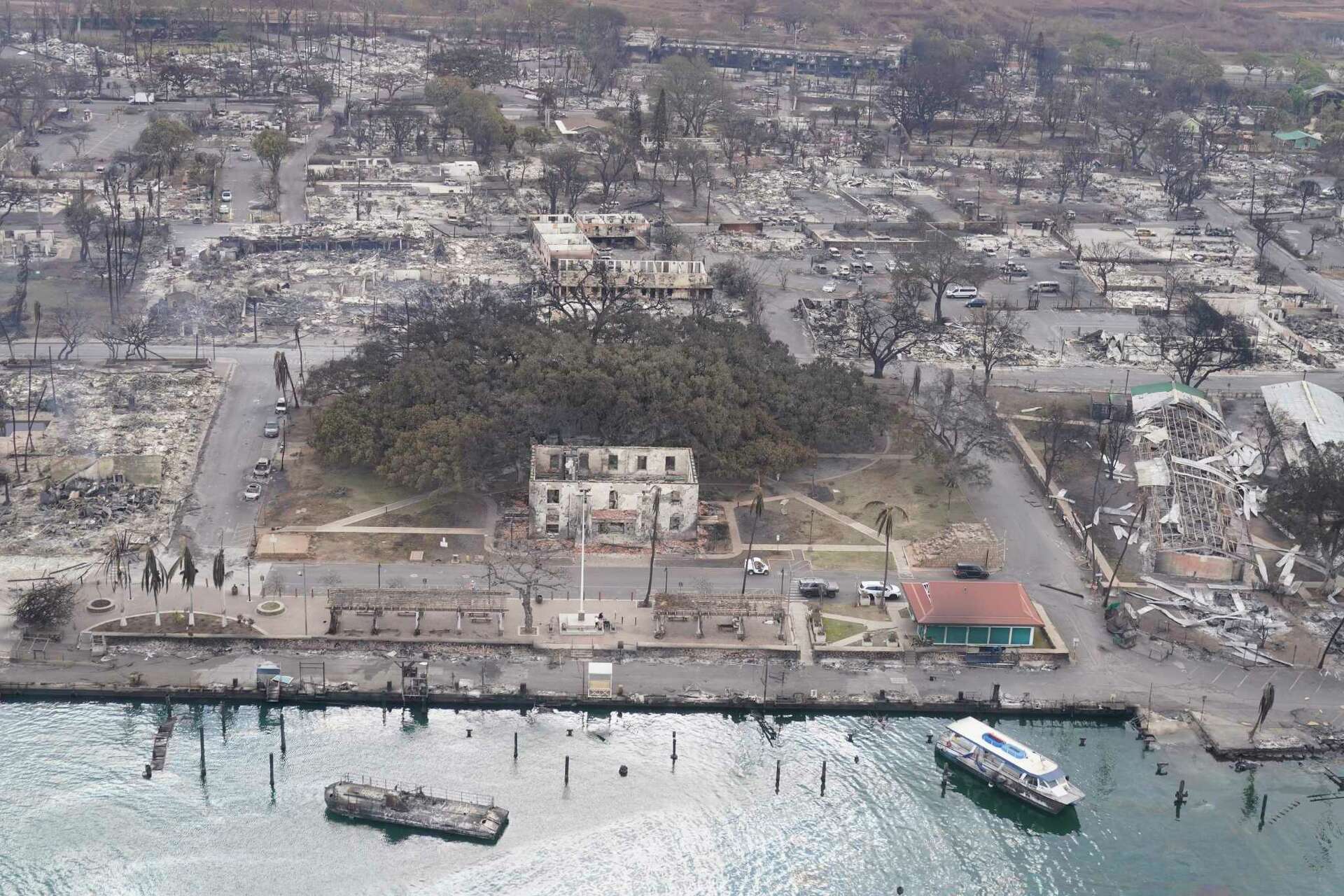 Maui's famous banyan tree scorched in fire. Will it survive?