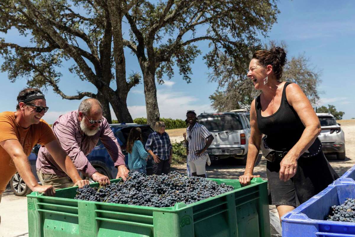 Lisa Kennelly of Diamond Vineyards helps unload grapes that she grew and delivered to Bending Branch Winery in Comfort.