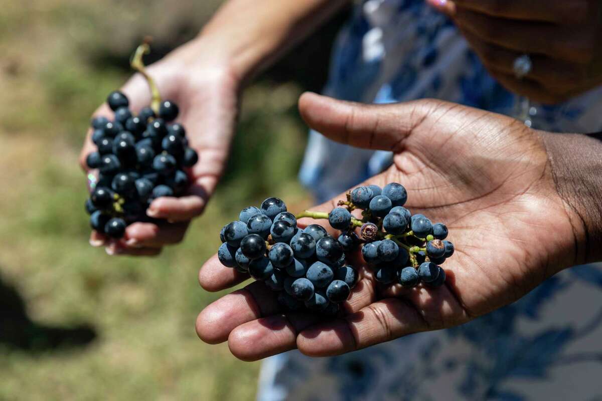 Ismail Mpiana and Jessica Serna of Dallas hold bunches of wine grapes at Bending Branch Winery in Comfort.