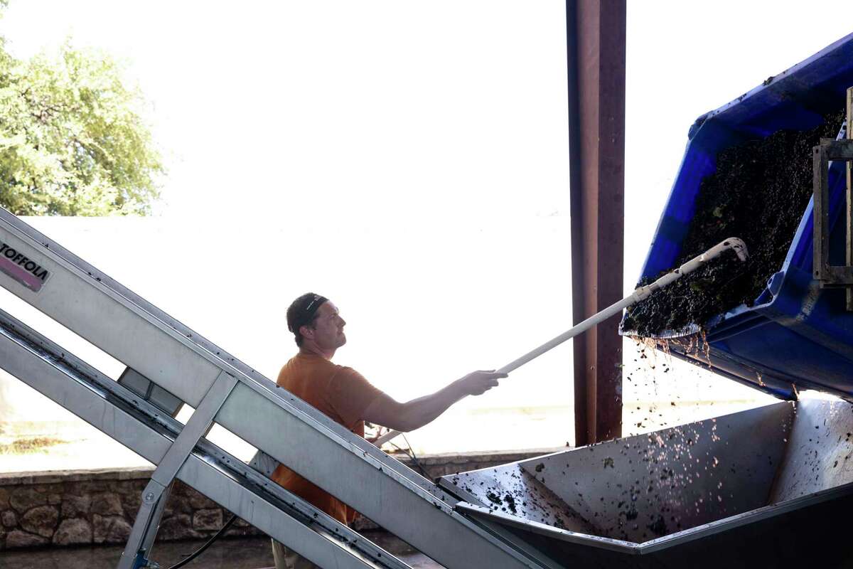 Grapes are unloaded from a large bin to remove their stems at Bending Branch Winery in Comfort.