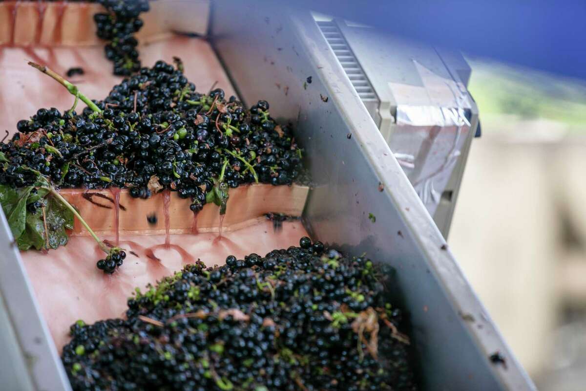 Grapes ride up a conveyor belt as they are de-stemmed and washed at Bending Branch Winery in Comfort.