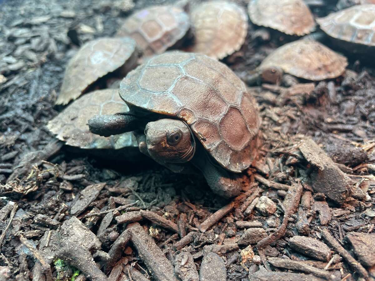 Critically endangered tortoise species hatch at San Antonio Zoo