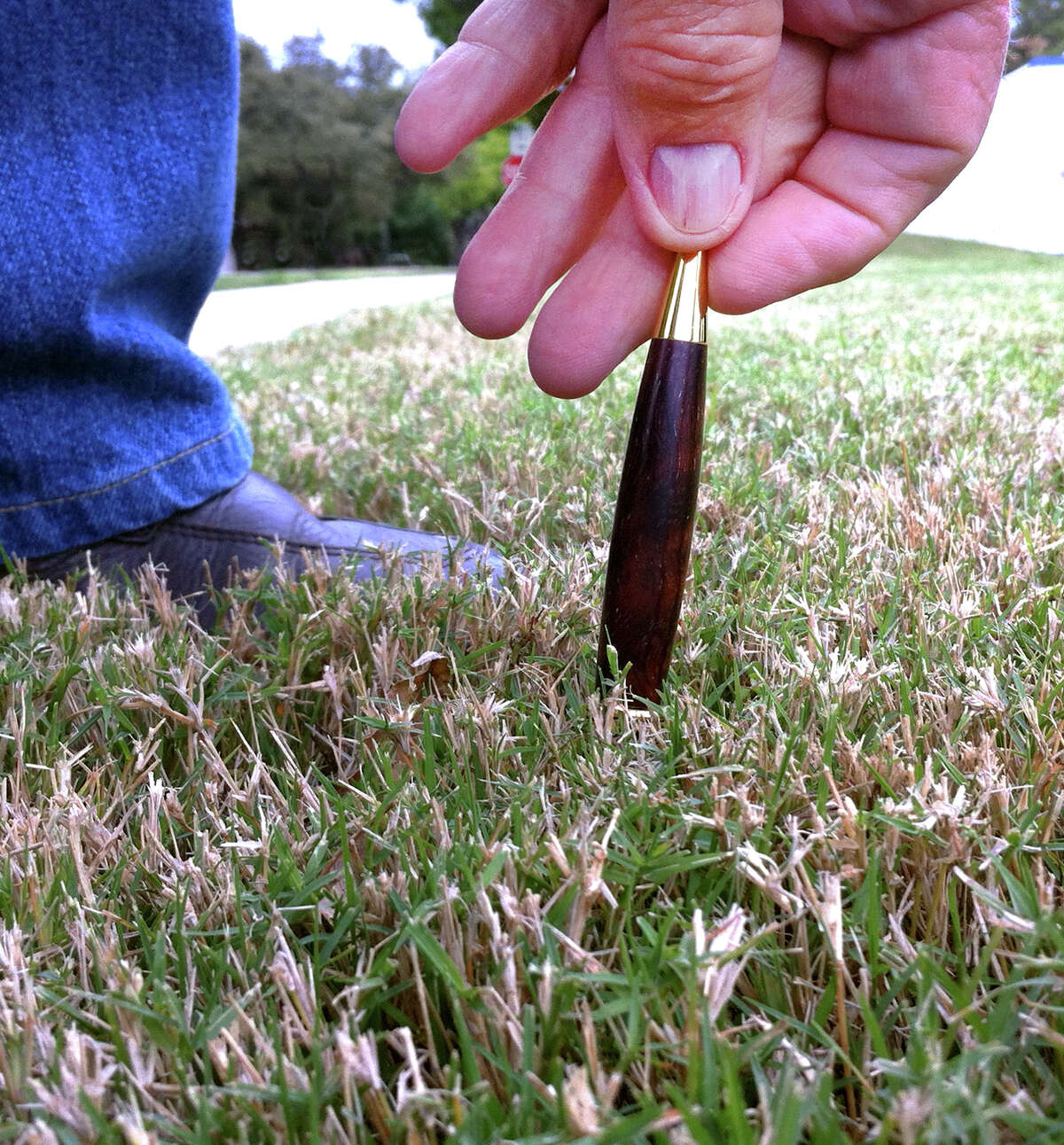 how-to-keep-grass-alive-amid-hot-weather-water-restrictions