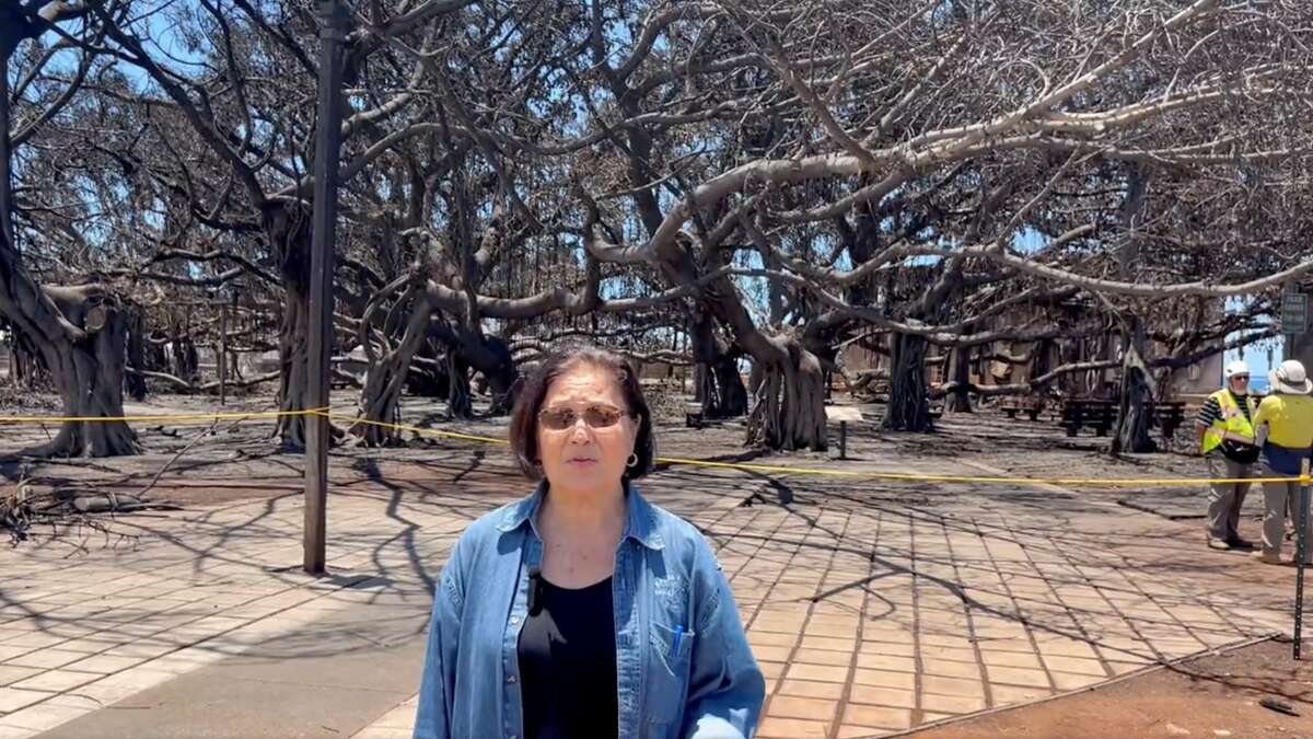 Senator says Lahaina banyan tree may bloom again after Maui fires