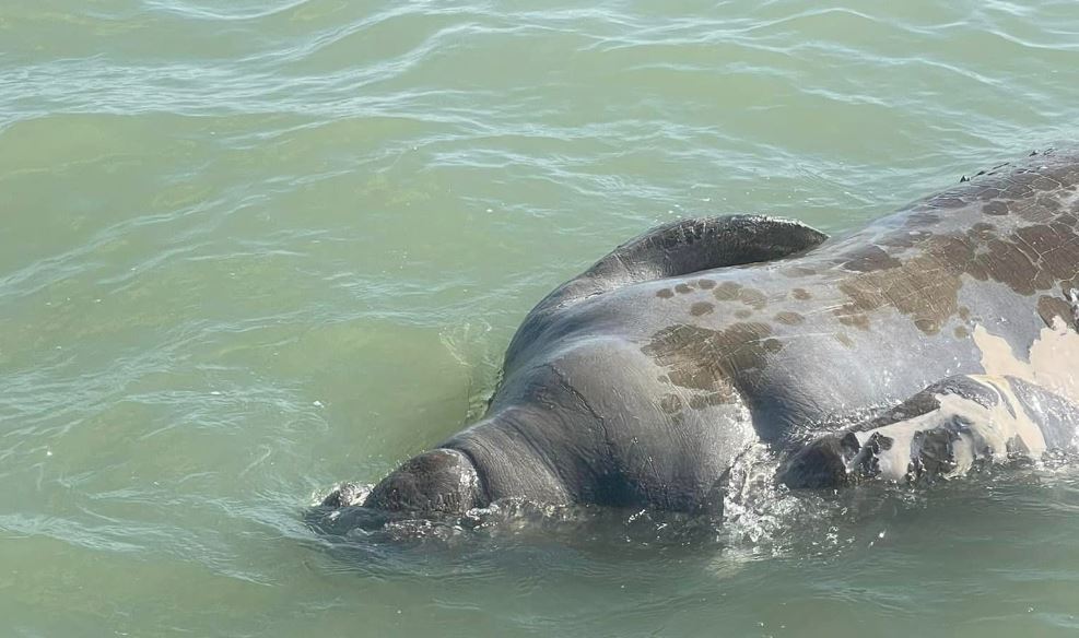 Raro avistamiento de manatí muerto encontrado cerca de las aguas de Port Aransas
