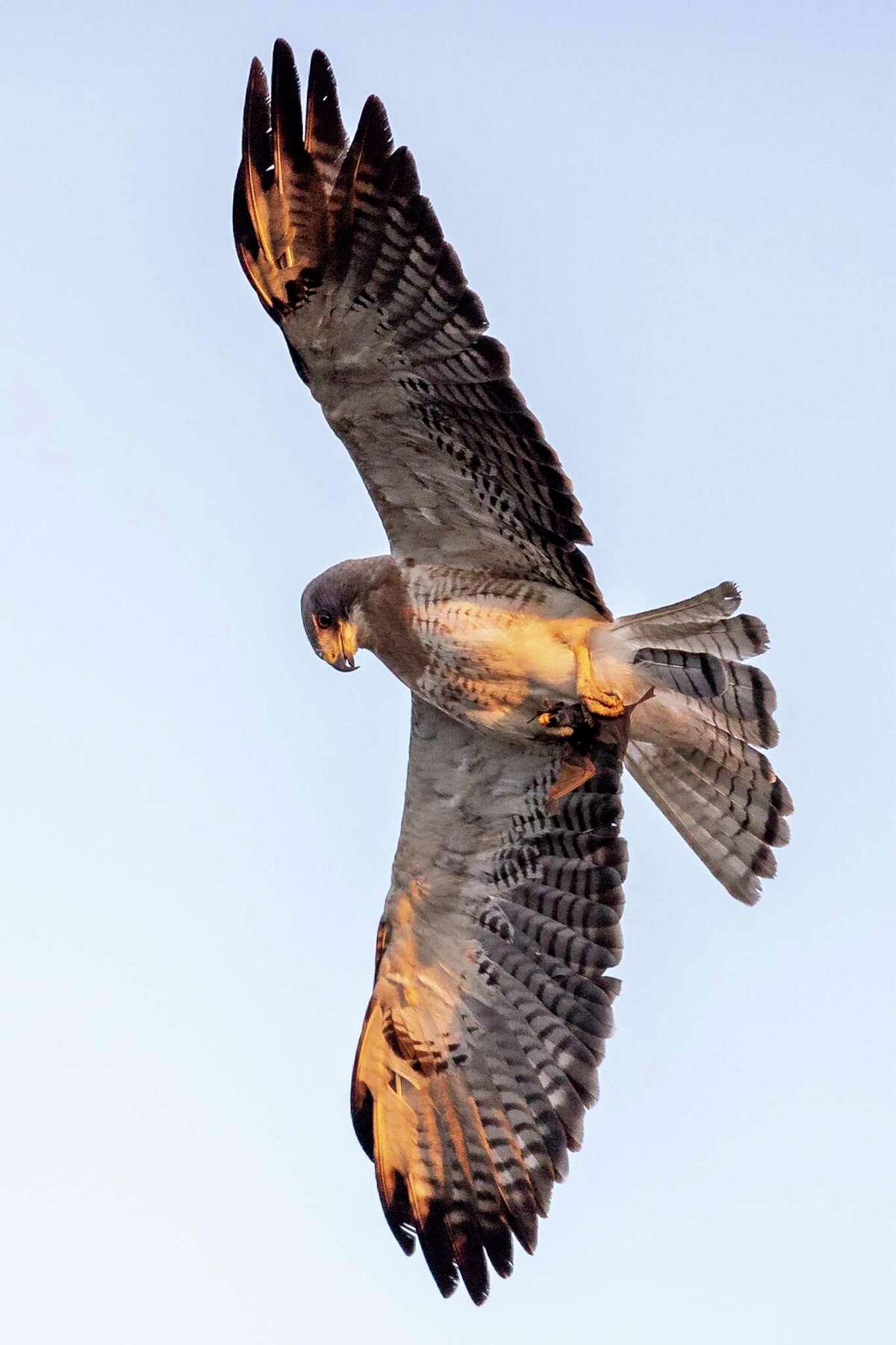 Some surprising things are feasting on the bats at Bracken Cave