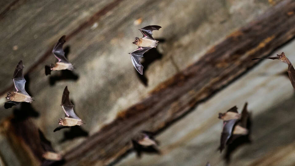 A colony of Mexican free-tailed bats exit their shelter at sunset, Wednesday, Oct. 27, 2021, in Huntsville. 
