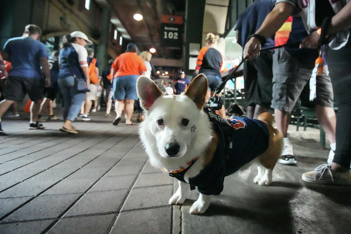 Minute Maid Park hosts Astros Dog Day - ABC13 Houston