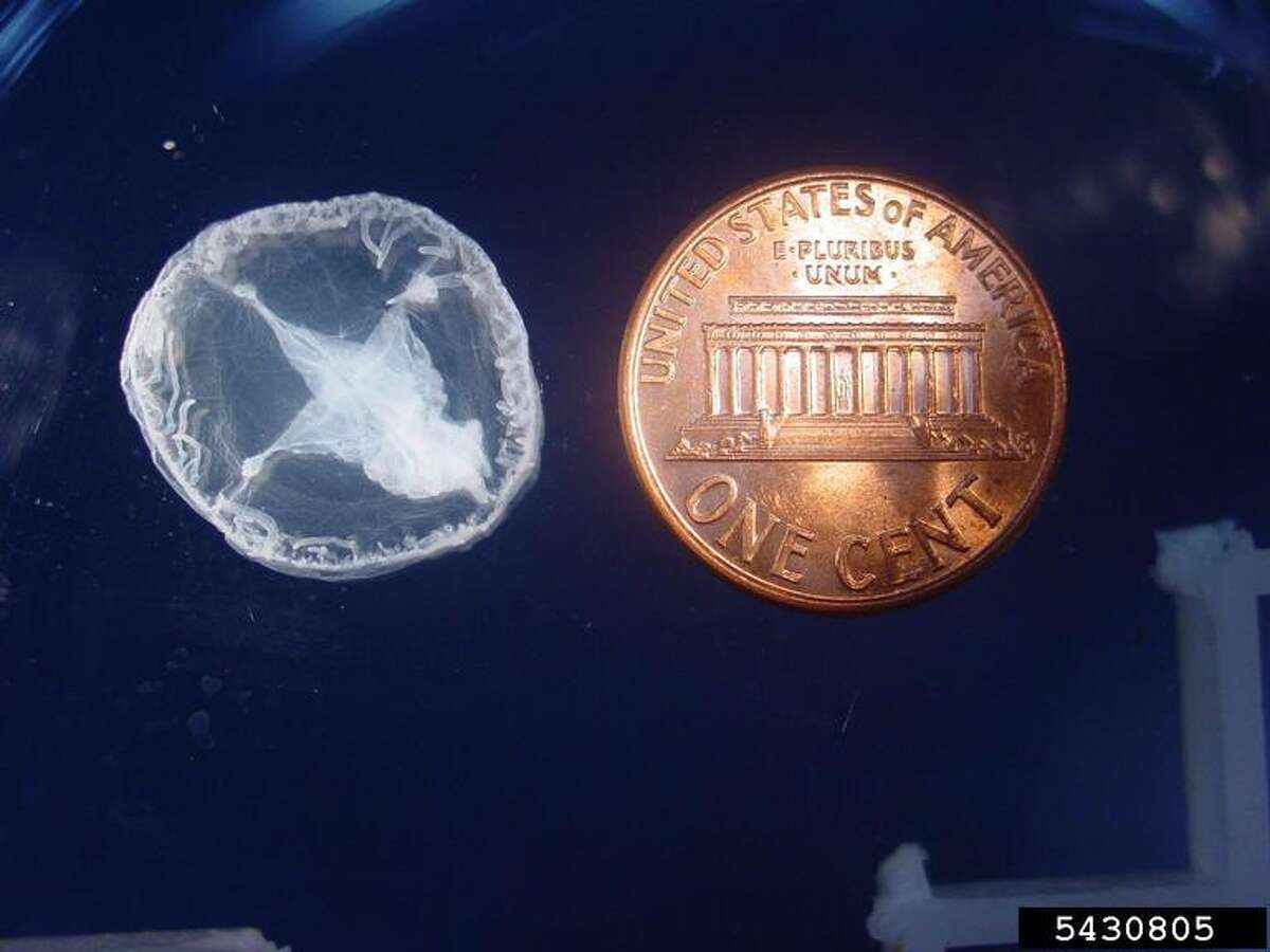 Freshwater jellyfish could be spotted in Michigan waterways