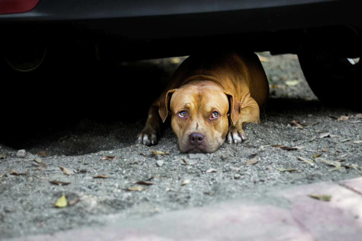 Allowing dogs to roam can be dangerous for the community as well as for the dogs.