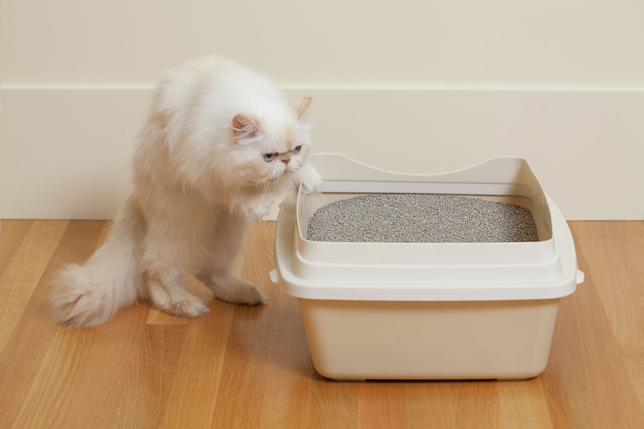 Cat will poop in litter box but not pee best sale