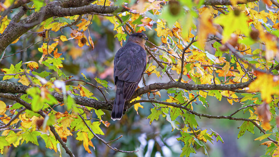 Cooper's hawks can be seen in neighborhood backyards where they feed on songbirds and small mammals. Photo Credit: Kathy Adams Clark. Restricted use.