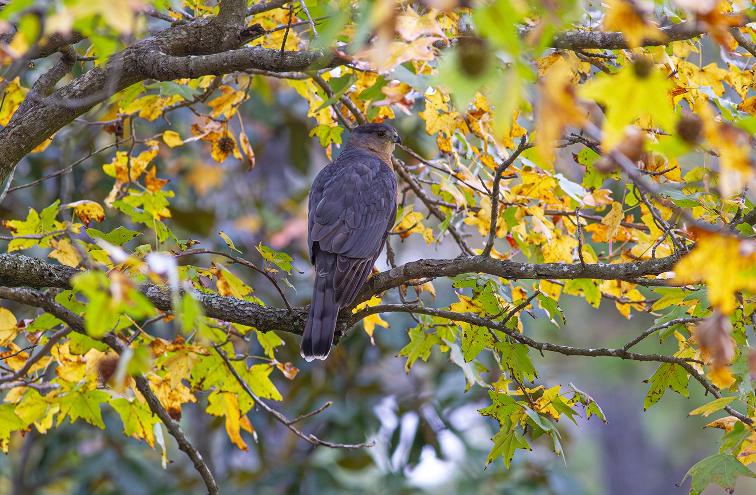 Here's how to tell a sharpshinned hawk from a Cooper’s hawk