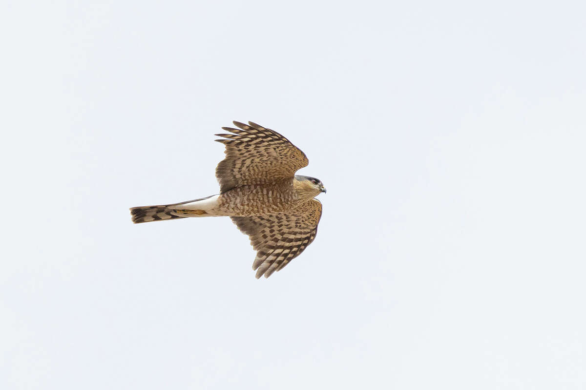 Here's how to tell a sharp-shinned hawk from a Cooper’s hawk