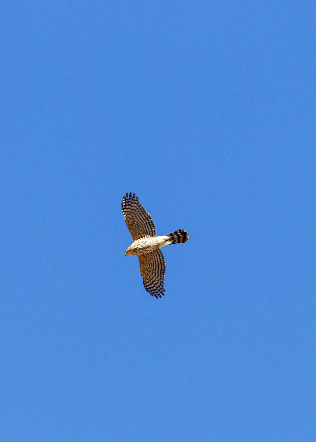 Here's how to tell a sharp-shinned hawk from a Cooper’s hawk