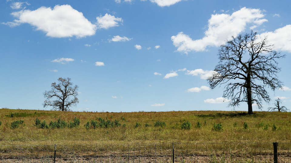 Dry grass and dead trees make for a quick kindling for wildfires.