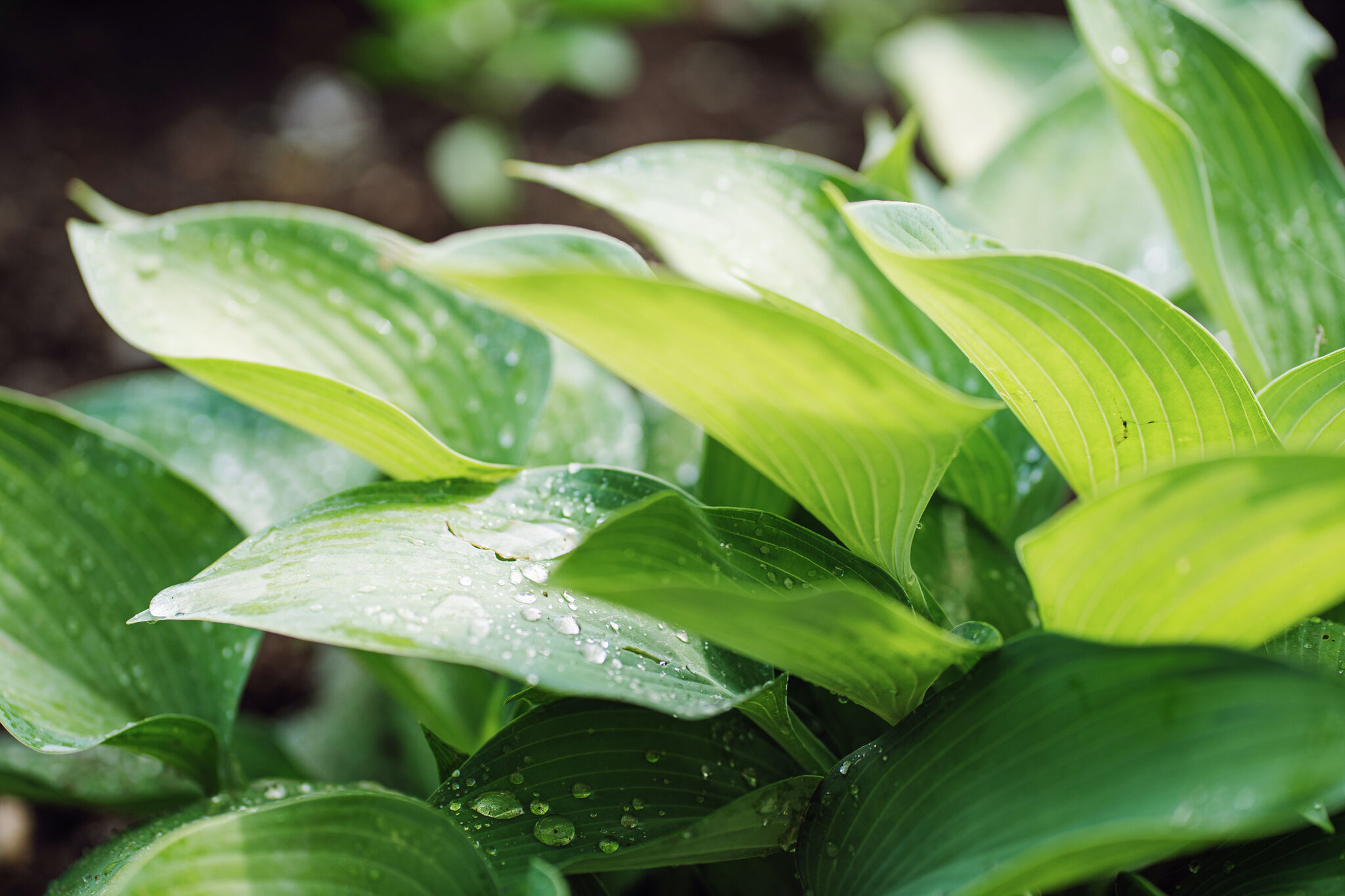 Why Are the Leaves on My Plant Curling?