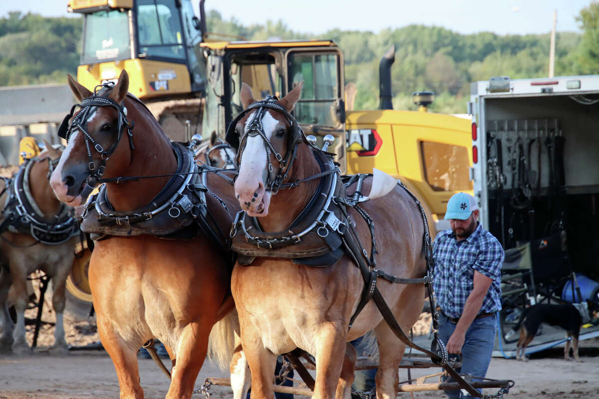 Horses pull into the Midland County Fair