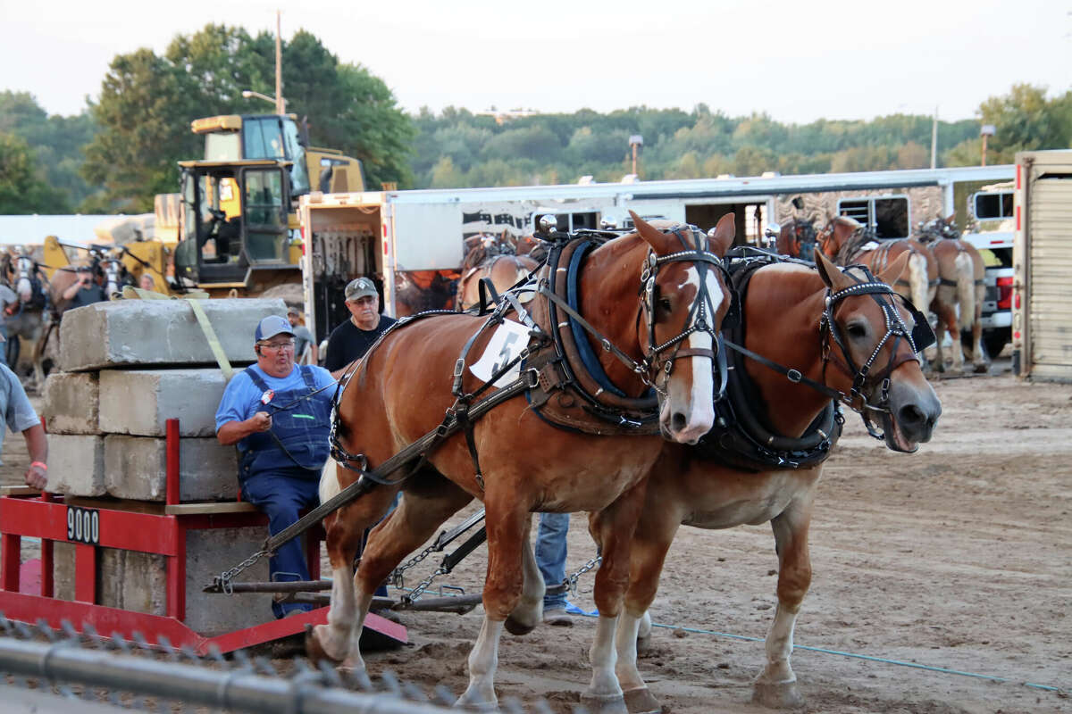 Horses pull into the Midland County Fair