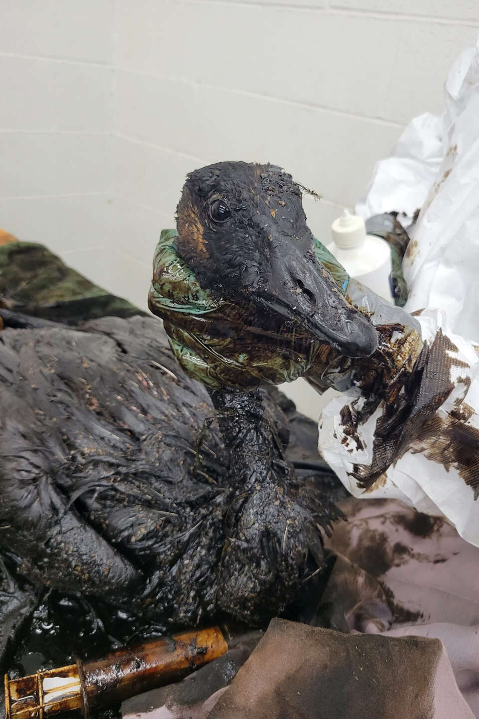La Brea Tar Pits are still deadly, trap flock of geese