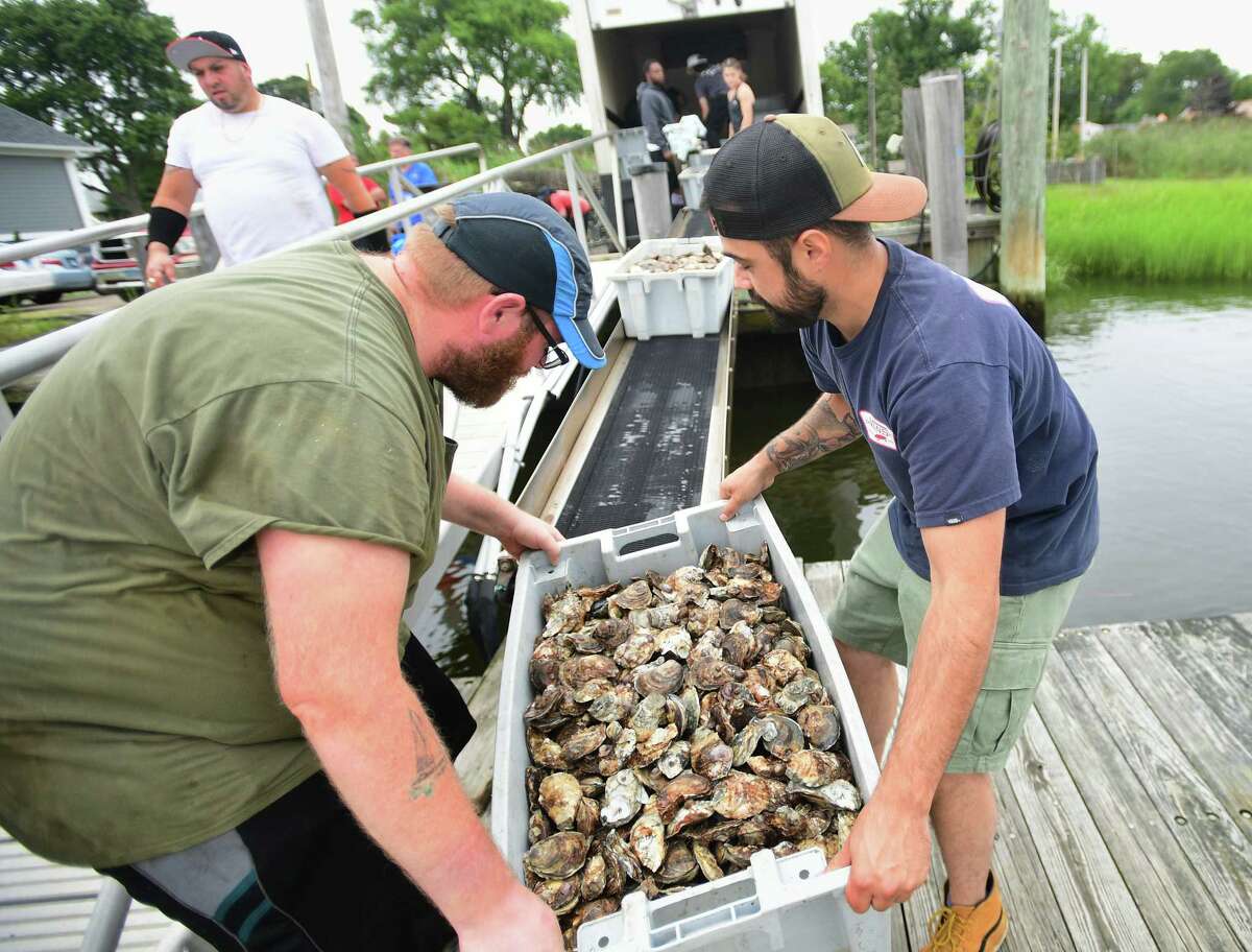 This company is providing 28,000 oysters for Milford festival