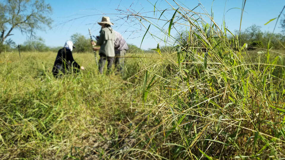 University of Texas scientists conduct field research on invasive guinea grass in Texas.